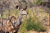 Ammelaphus imberbis / Cudù minore / Lesser kudu