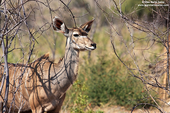 Ammelaphus imberbis / Cudù minore / Lesser kudu