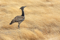 (Ardeotis kori / Otarda di Kori / Kori bustard / Outarde Kor
