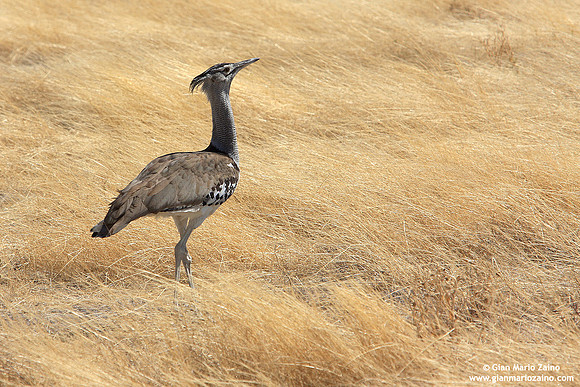 (Ardeotis kori / Otarda di Kori / Kori bustard / Outarde Kor