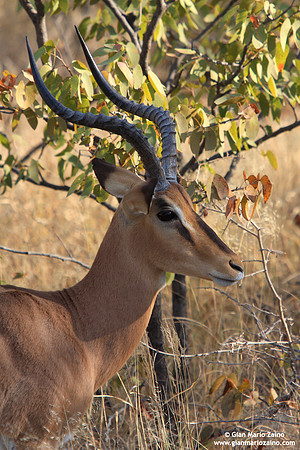 Aepyceros melampus / Impala / Impala / Impala