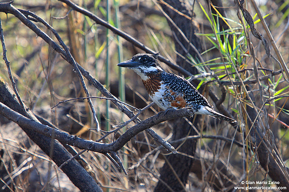 Megaceryle maxima / Martin pescatore gigante / Giant kingfisher / Martin-pêcheur géant