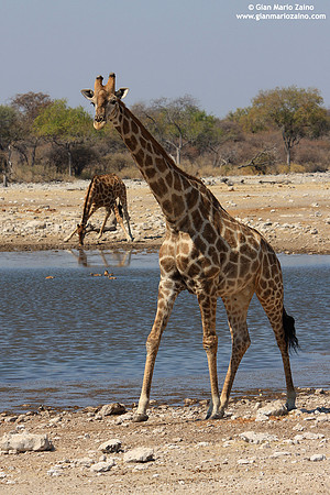 Giraffa camelopardalis / Giraffa / Giraffe / Girafe