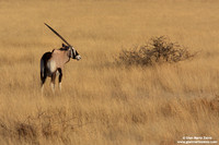 Orix gazella / Orice / Gemsbuck / Oryx gazelle