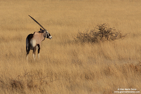 Orix gazella / Orice / Gemsbuck / Oryx gazelle