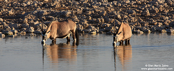 Orix gazella / Orice / Gemsbuck / Oryx gazelle