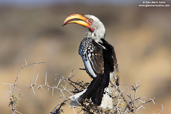 Tockus leucomelas / Bucero beccogiallo meridionale / Southern Yellow-billed Hornbill / Calao leucomèle