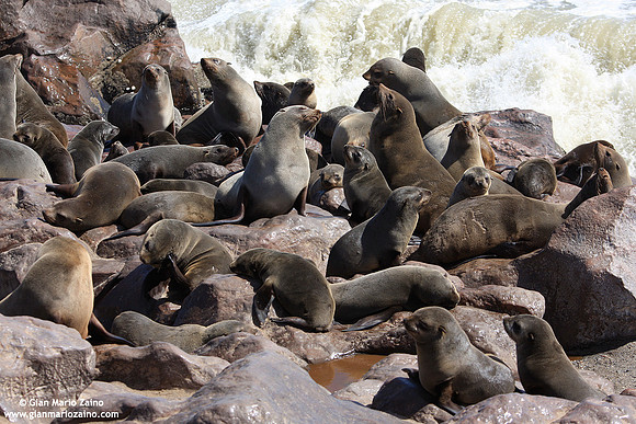Arctocephalus pusillus / Otaria orsina del capo / Brown fur seal / Otarie à fourrure d'Afrique du Sud