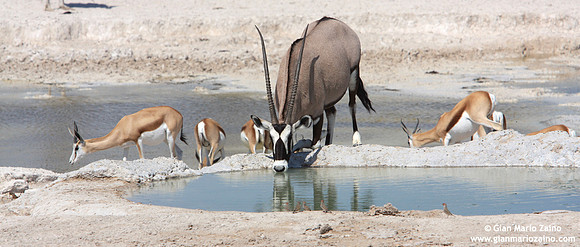 Orix gazella / Orice / Gemsbuck / Oryx gazelle