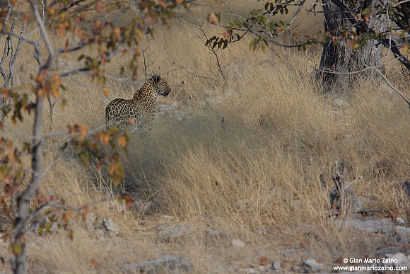 Panthera pardus / Leopardo / Leopard / Léopard