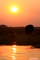 Loxodonta africana / Elefante africano / African bush elephant / Éléphant de savane d'Afrique