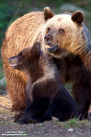 Ursus arctos / Orso bruno / Brown bear / Ours brun