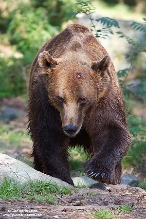 Ursus arctos / Orso bruno / Brown bear / Ours brun