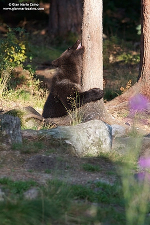 Ursus arctos / Orso bruno / Brown bear / Ours brun