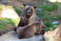 Ursus arctos / Orso bruno / Brown bear / Ours brun