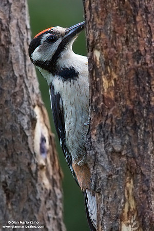 Dendrocopos minor / Picchio rosso minore / Lesser spotted woodpecker / Pic épeichette