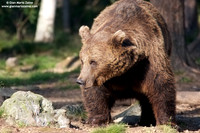 Ursus arctos / Orso bruno / Brown bear / Ours brun