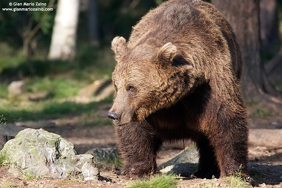 Ursus arctos / Orso bruno / Brown bear / Ours brun