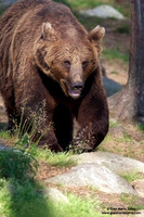 Ursus arctos / Orso bruno / Brown bear / Ours brun