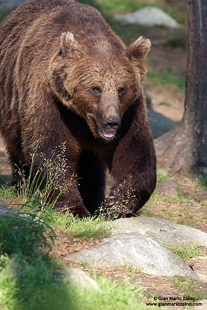 Ursus arctos / Orso bruno / Brown bear / Ours brun