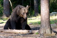 Ursus arctos / Orso bruno / Brown bear / Ours brun