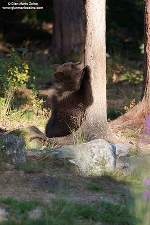 Ursus arctos / Orso bruno / Brown bear / Ours brun