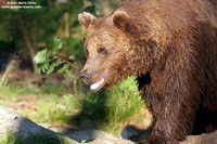 Ursus arctos / Orso bruno / Brown bear / Ours brun