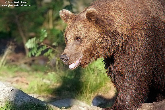 Ursus arctos / Orso bruno / Brown bear / Ours brun