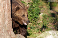 Ursus arctos / Orso bruno / Brown bear / Ours brun