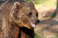 Ursus arctos / Orso bruno / Brown bear / Ours brun