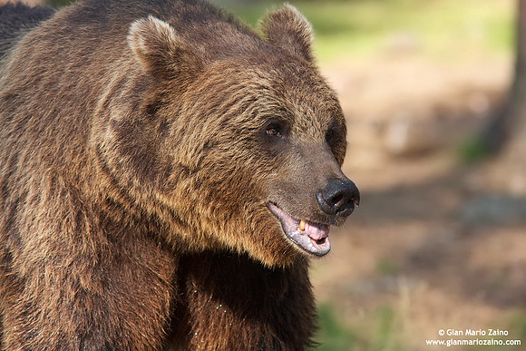 Ursus arctos / Orso bruno / Brown bear / Ours brun