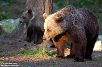 Ursus arctos / Orso bruno / Brown bear / Ours brun