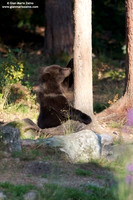 Ursus arctos / Orso bruno / Brown bear / Ours brun