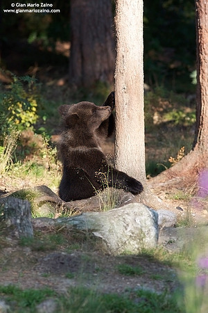 Ursus arctos / Orso bruno / Brown bear / Ours brun