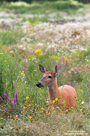 Odocoileus virginianus / Cervo dalla coda bianca / White-tailed deer / Cerf de Virginie