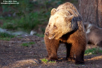 Ursus arctos / Orso bruno / Brown bear / Ours brun