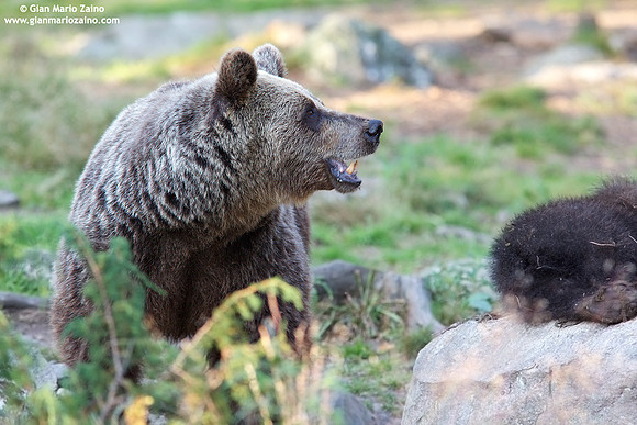 Ursus arctos / Orso bruno / Brown bear / Ours brun