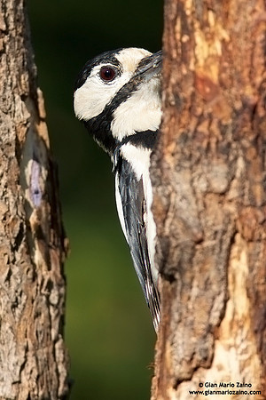 Dendrocopos minor / Picchio rosso minore / Lesser spotted woodpecker / Pic épeichette