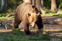 Ursus arctos / Orso bruno / Brown bear / Ours brun