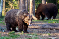 Ursus arctos / Orso bruno / Brown bear / Ours brun