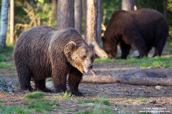 Ursus arctos / Orso bruno / Brown bear / Ours brun