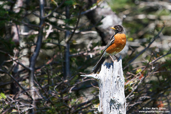 Turdus migratorius / Merlo americano / American robin / Merle d'Amérique