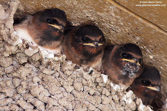 Hirundo rustica / Rondine comune / Barn swallow / Hirondelle rustique