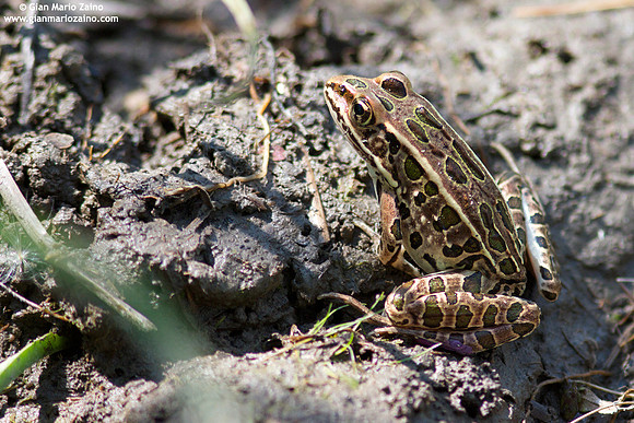 Lithobates pipiens / Rana leopardo / Northern leopard frog / Grenouille leopard femelle