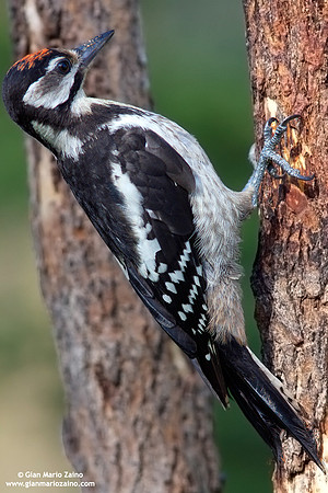 Dendrocopos minor / Picchio rosso minore / Lesser spotted woodpecker / Pic épeichette