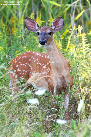 Odocoileus virginianus / Cervo dalla coda bianca / White-tailed deer / Cerf de Virginie