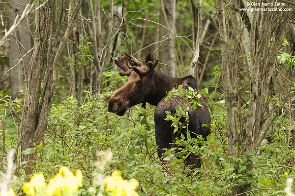 Alces alces / Alce / Moose / Orignal