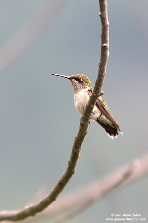 Archilochus colubris / Colibrì golarubino / Ruby-throated hummingbird / Colibris à gorge rubis