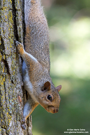 Sciurus carolinensis / Scoiattolo grigio orientale / Grey squirrel / Écureuil gris