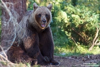 Ursus arctos / Orso bruno / Brown bear / Ours brun